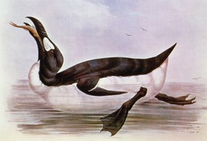 O Grande Auk, ilustração de "Os Pássaros da Europa", de J. Gould, 1832-37 (litho colorido à mão)